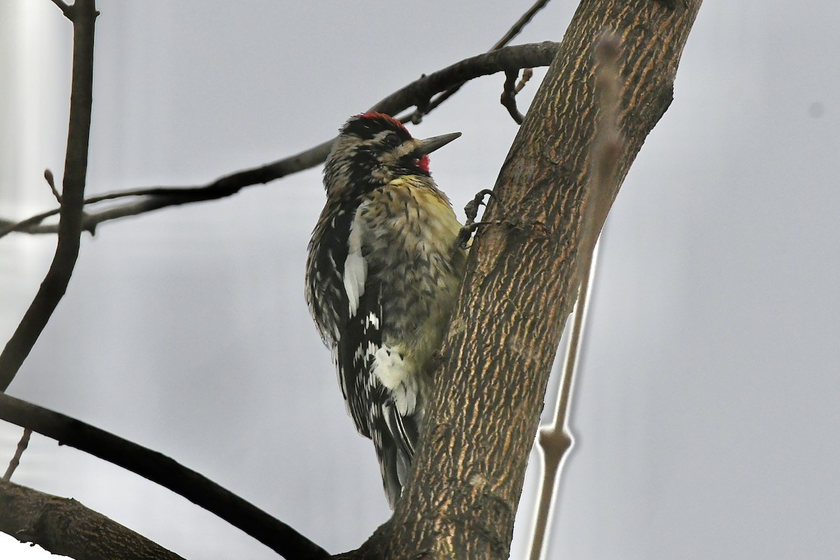 Yellow-bellied Sapsucker - ML523266221