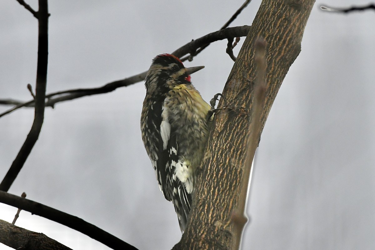 Yellow-bellied Sapsucker - ML523266231