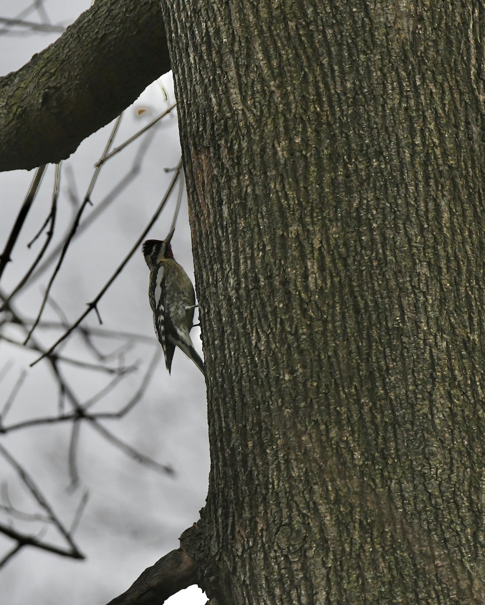 Yellow-bellied Sapsucker - ML523266241