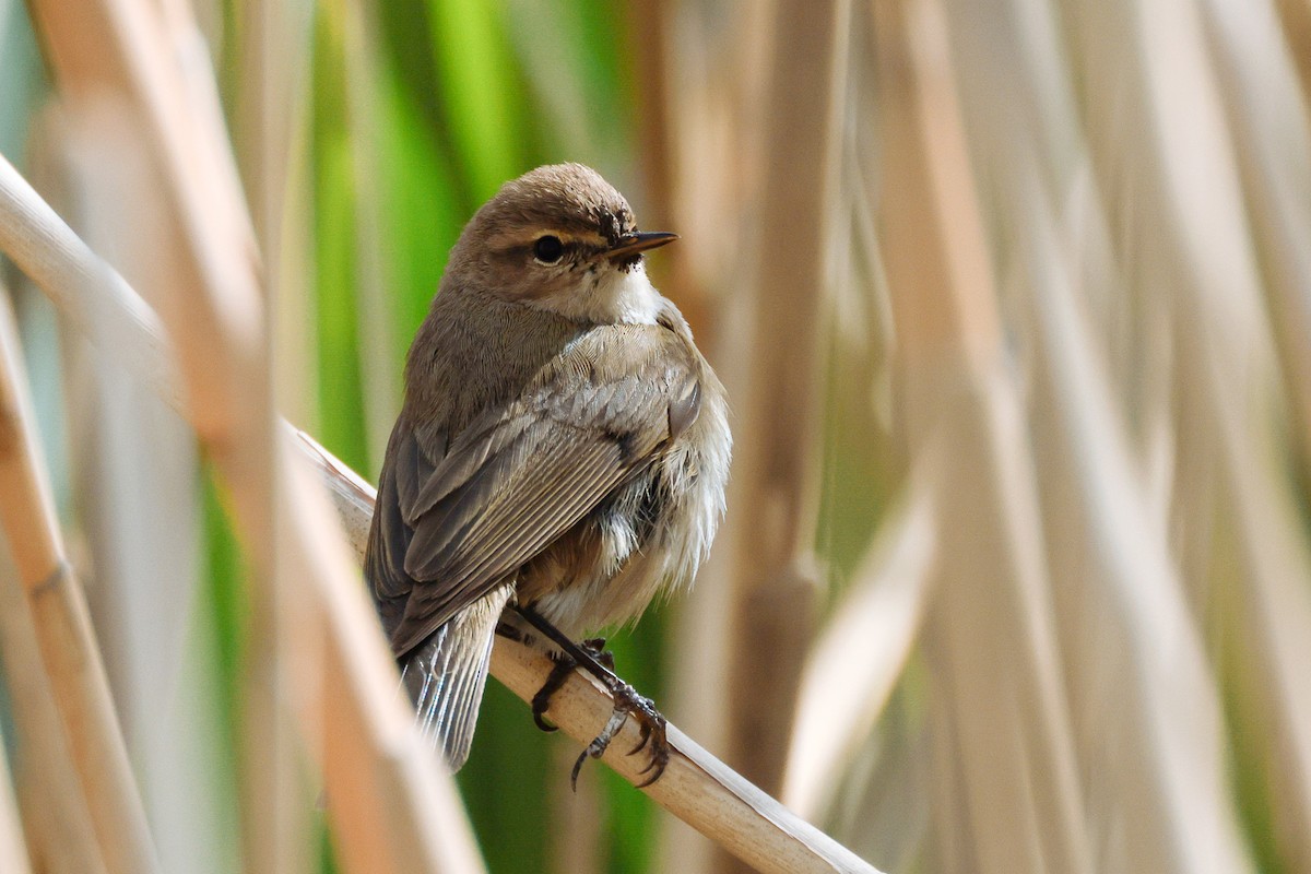 Mountain Chiffchaff (Caucasian) - ML523266611