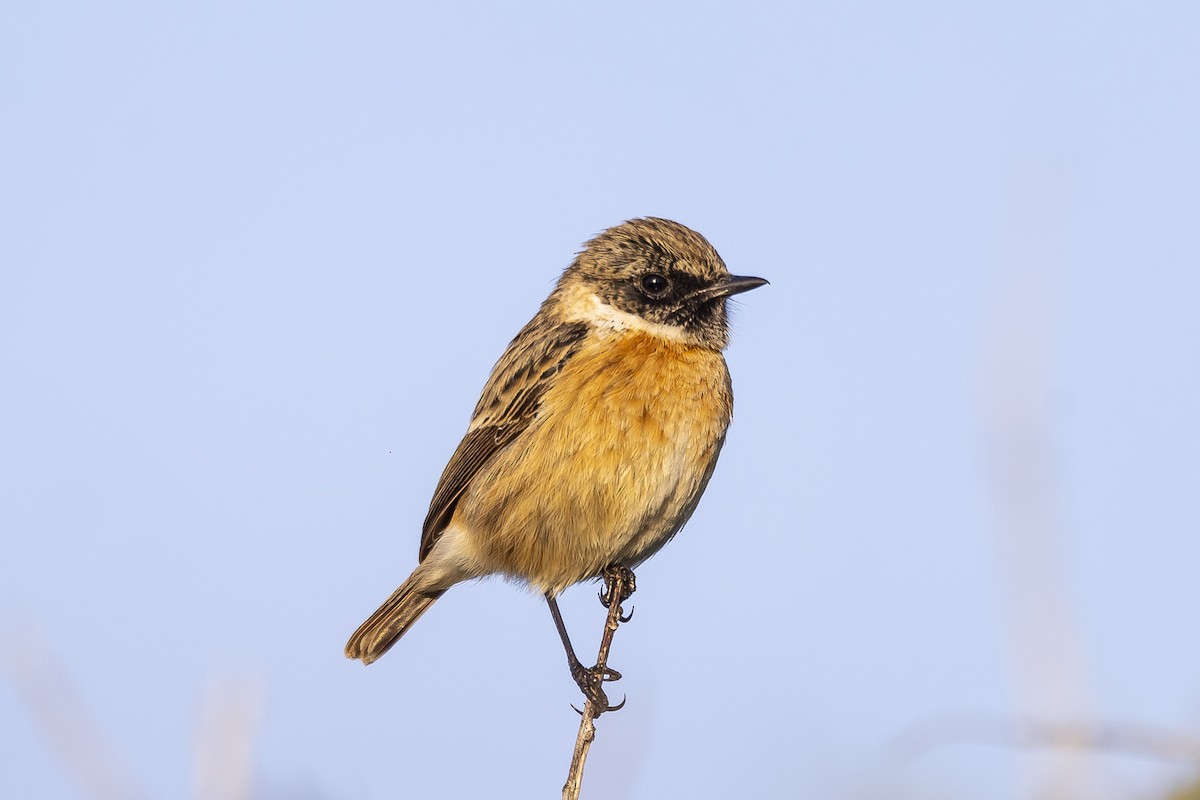 European Stonechat - ML523268371