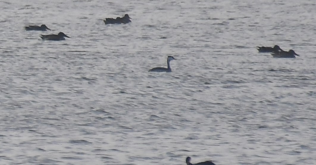 Great Crested Grebe - ML523270091