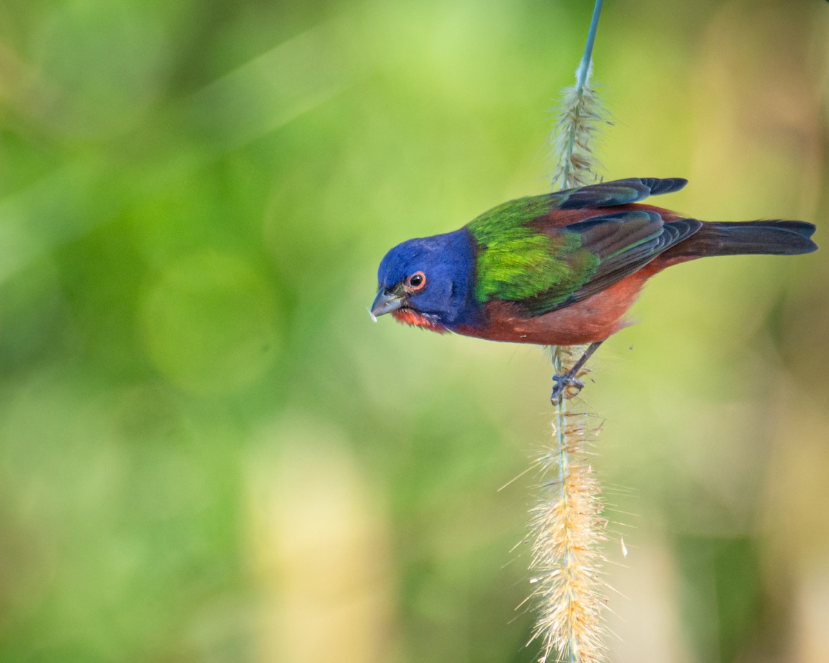 Painted Bunting - ML523270101