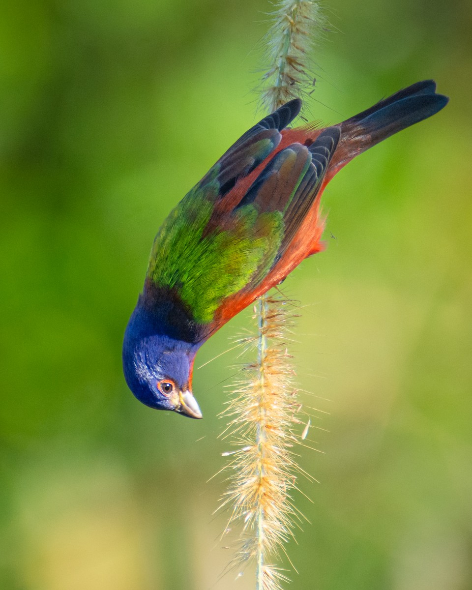 Painted Bunting - ML523270111