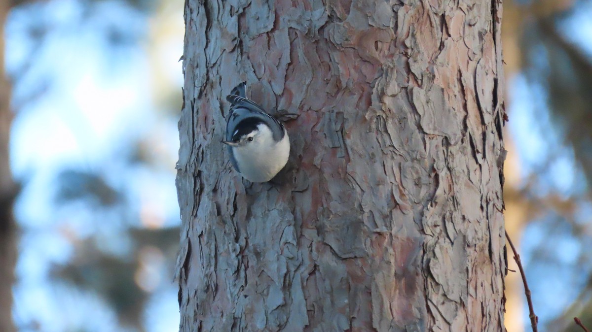 White-breasted Nuthatch - ML523270581