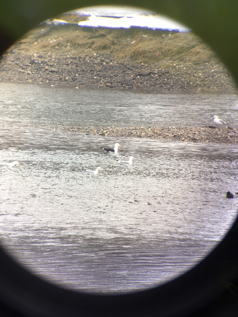 Great Black-backed Gull - ML52327071