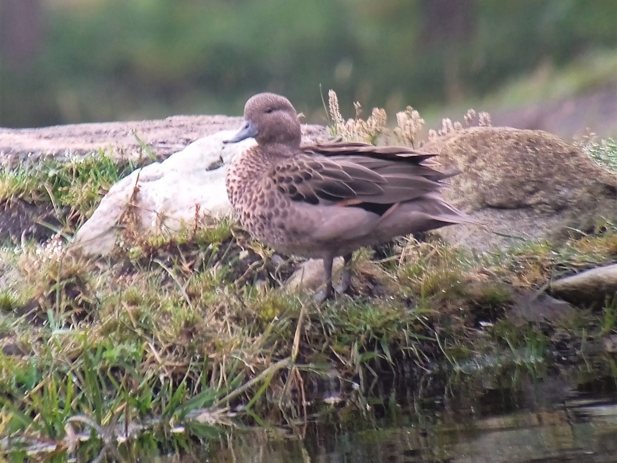 Andean Teal - Hugo Foxonet