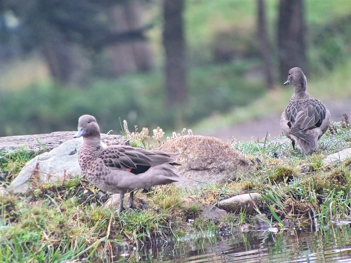 Andean Teal - Hugo Foxonet