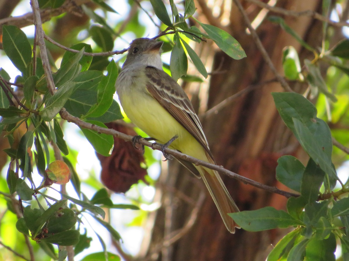 Great Crested Flycatcher - ML523272281