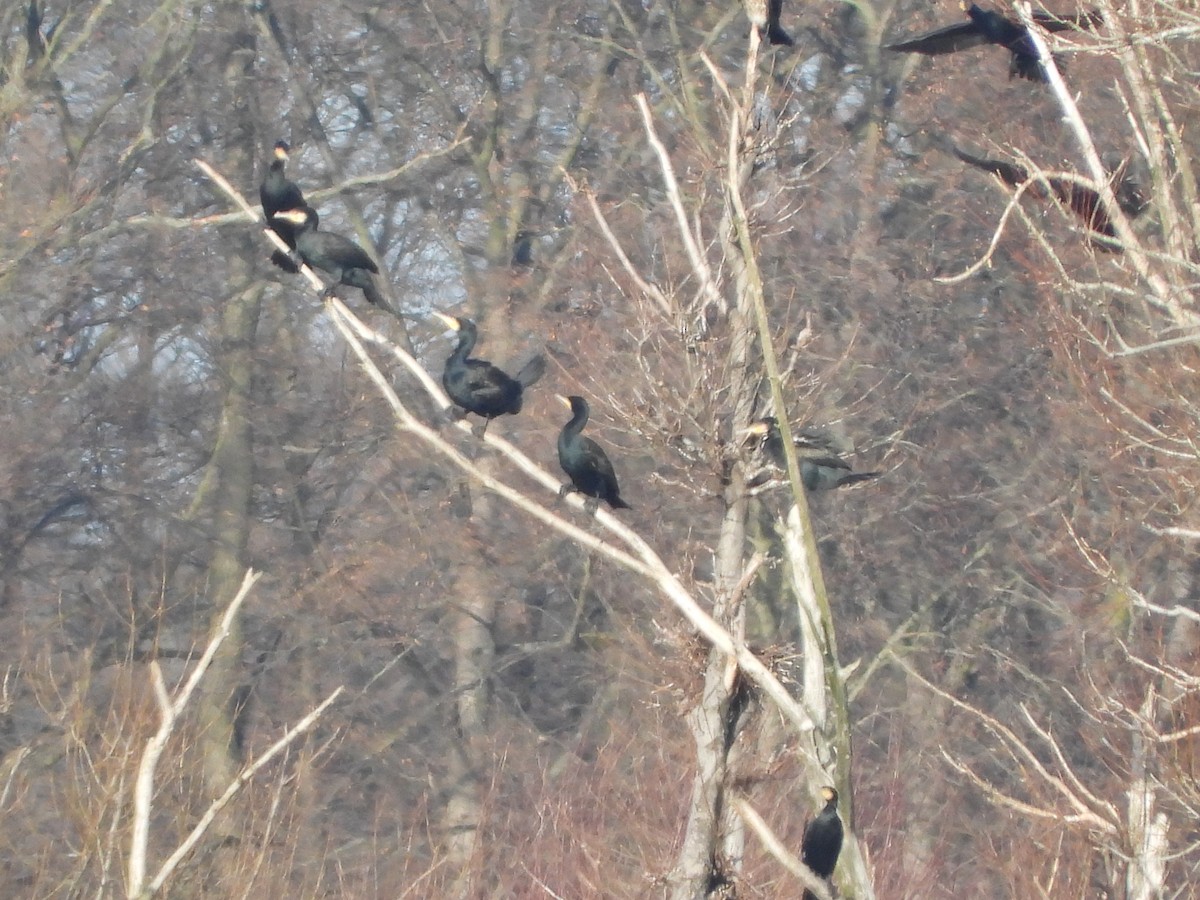 Great Cormorant - ML523273361