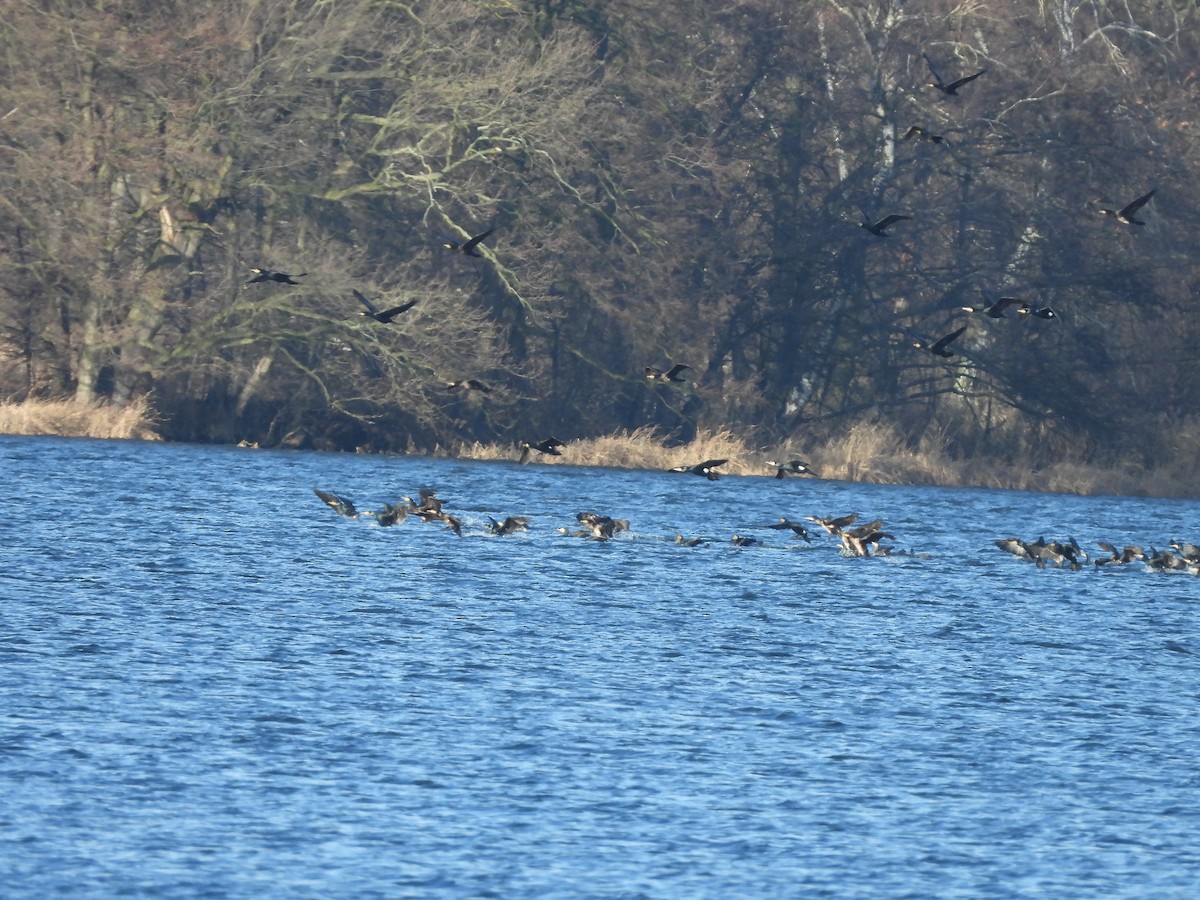 Great Cormorant - ML523273411