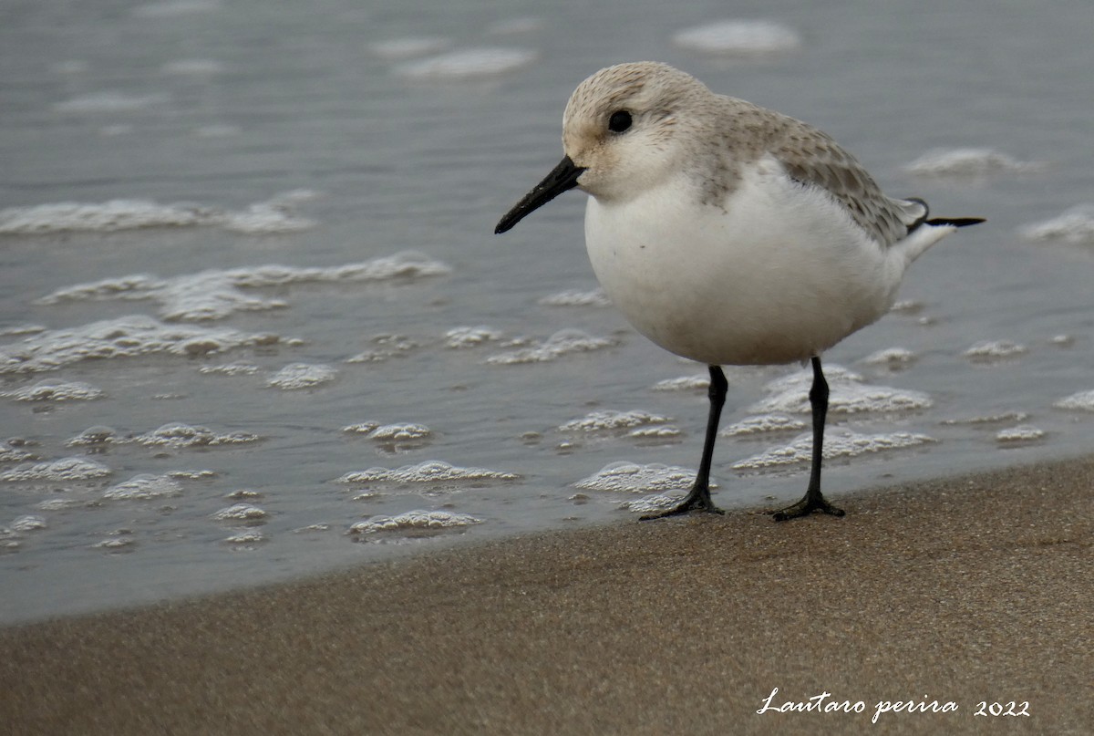 Bécasseau sanderling - ML523273501