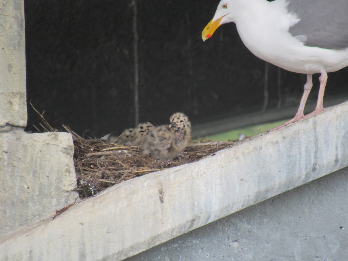 Western Gull - ML523273641