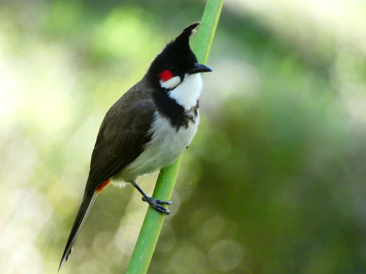 Red-whiskered Bulbul - ML523275141