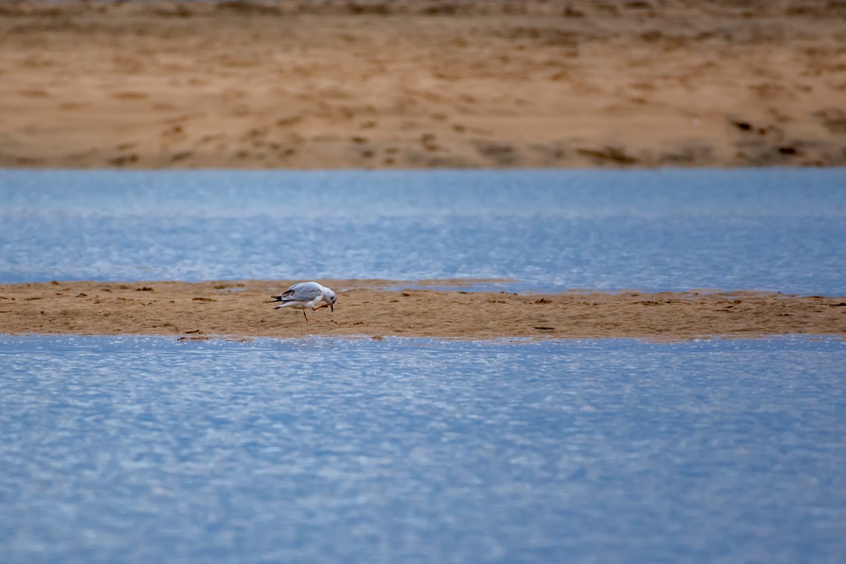 Black-headed Gull - ML523275351