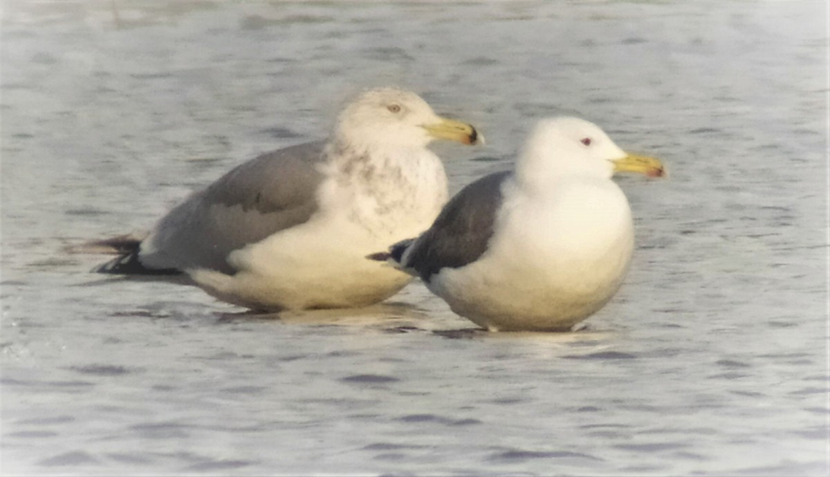 Kuzey Gümüş Martısı (argentatus/argenteus) - ML523277031