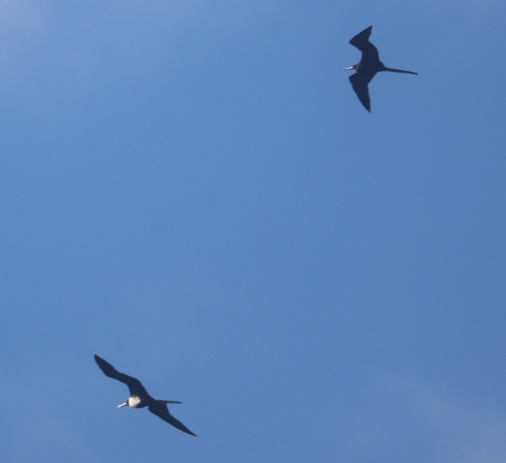 Magnificent Frigatebird - ML523277461