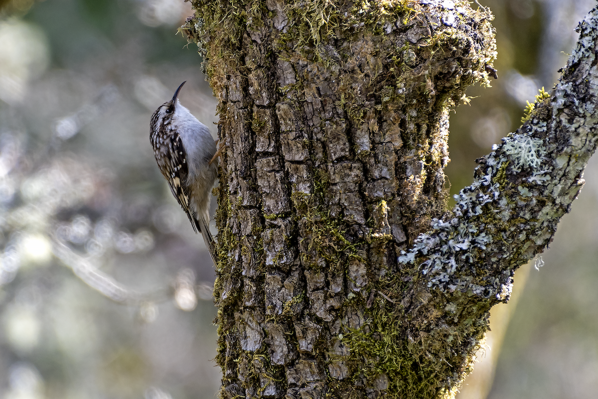 Brown Creeper - David Badke