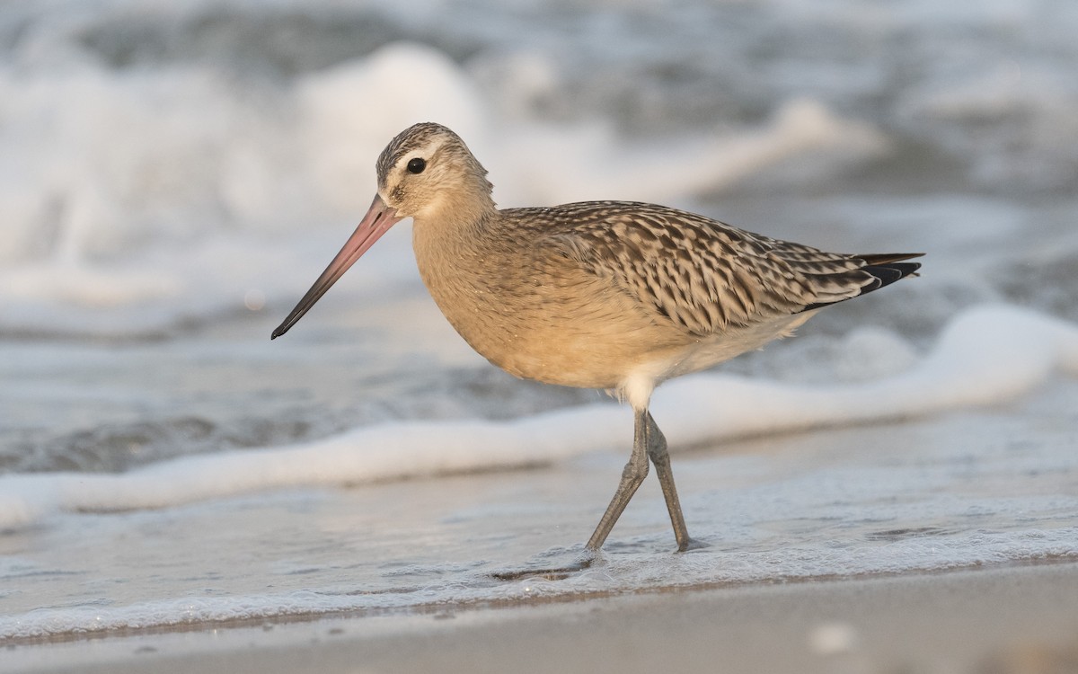 Bar-tailed Godwit - ML523279171