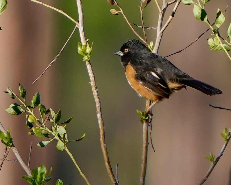 Eastern Towhee - ML523279731