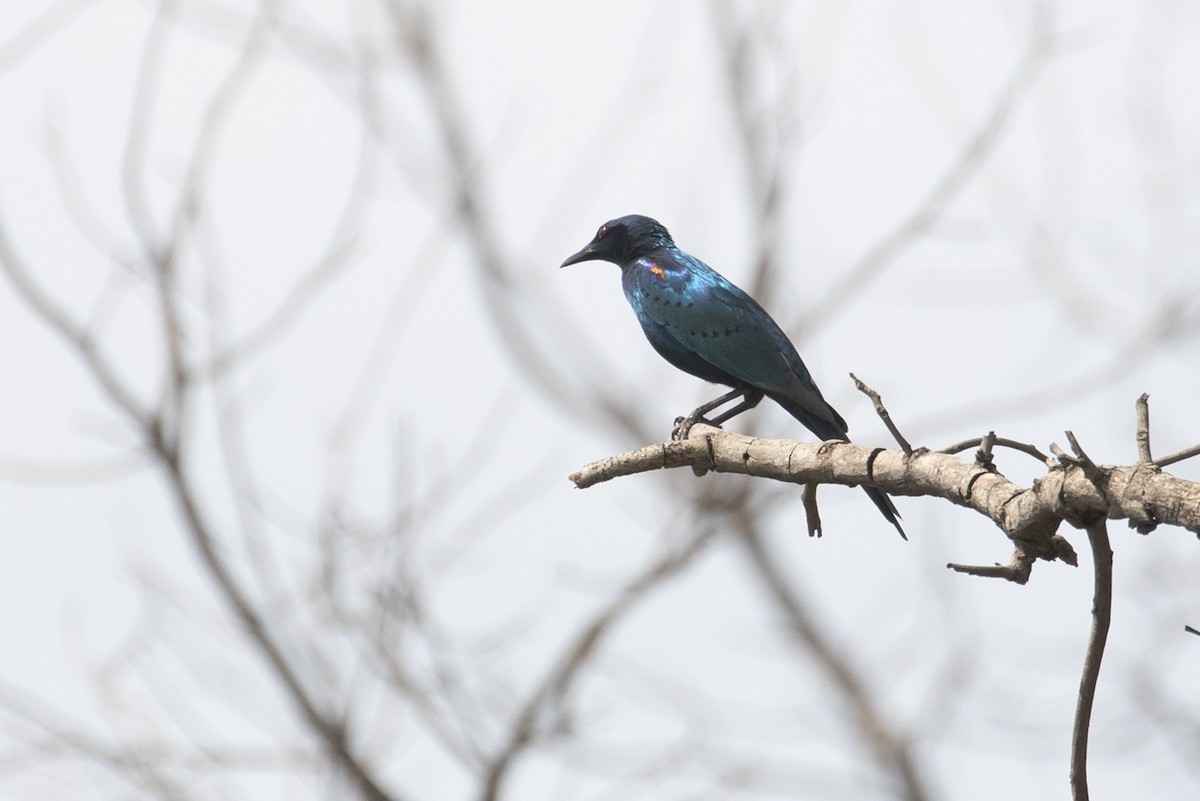 Sharp-tailed Starling - ML523282351