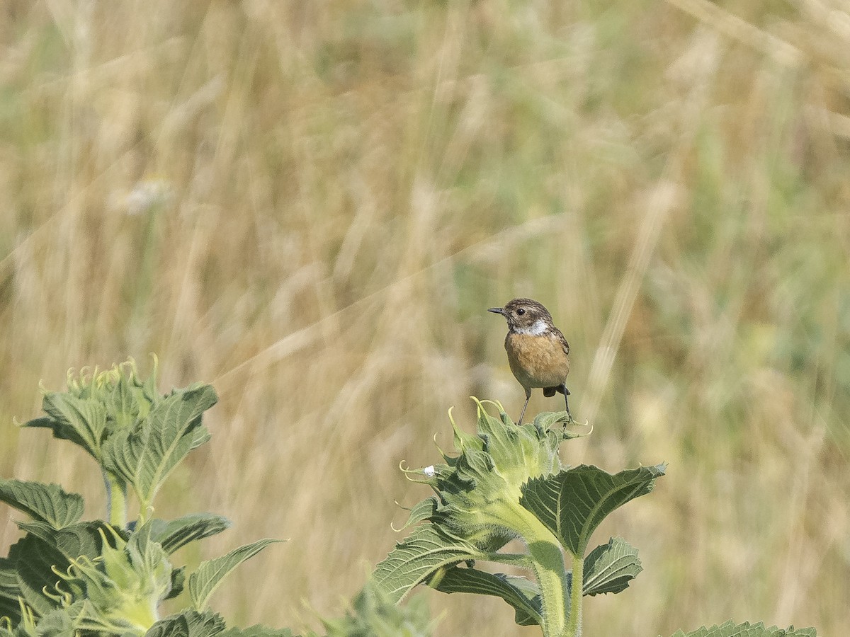 European Stonechat - ML523282471