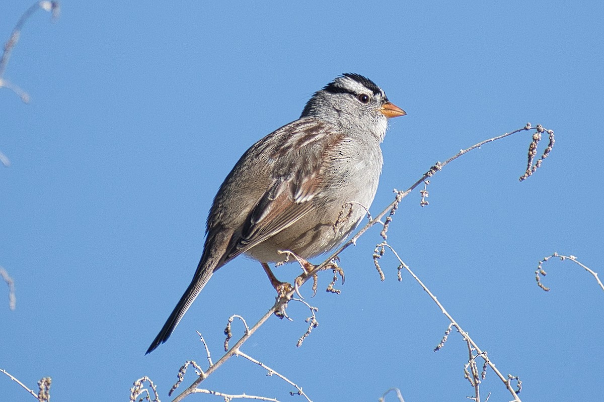 White-crowned Sparrow - ML523286171