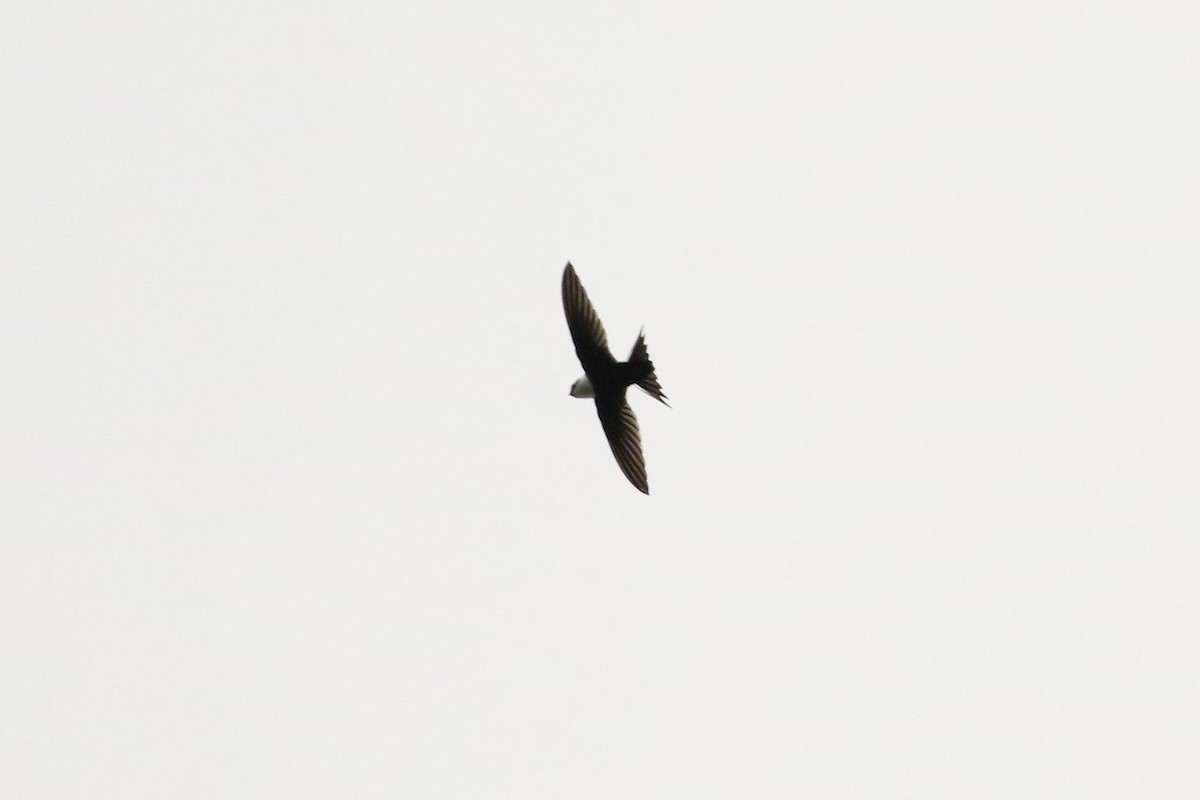 Lesser Swallow-tailed Swift - John and Milena Beer