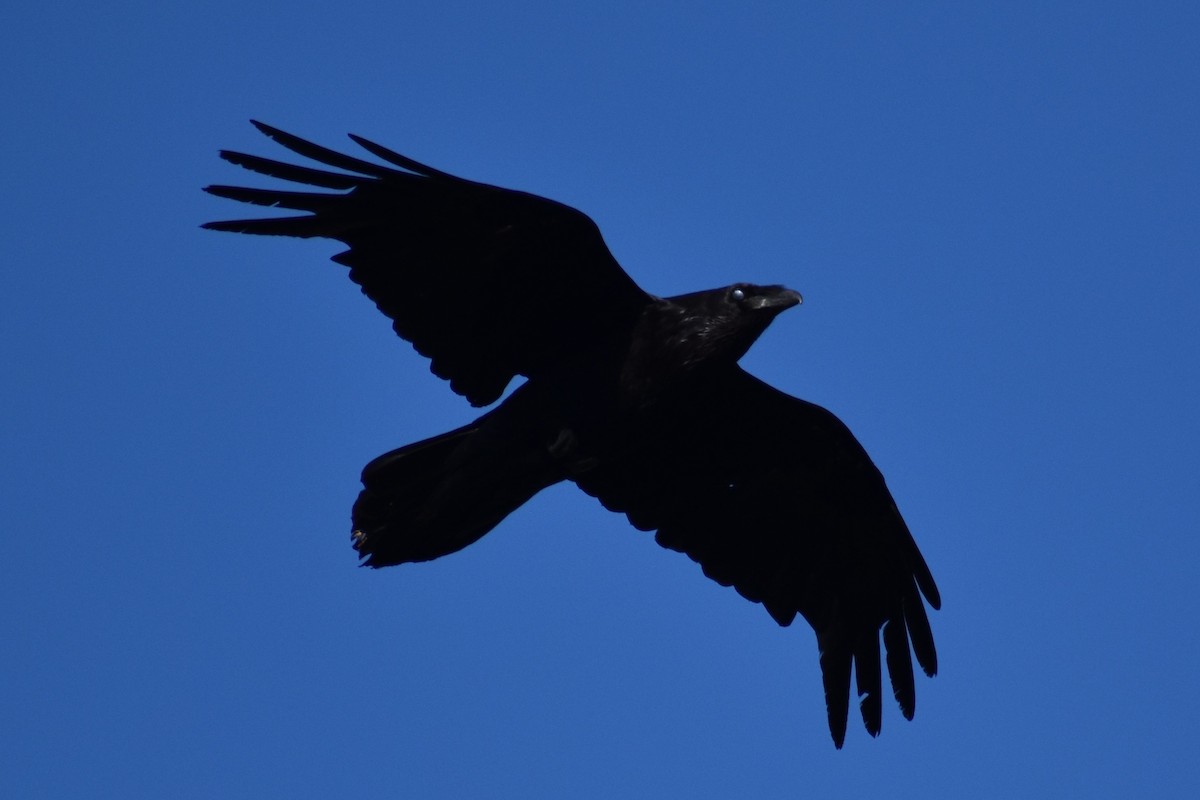 Common Raven - ML523287991