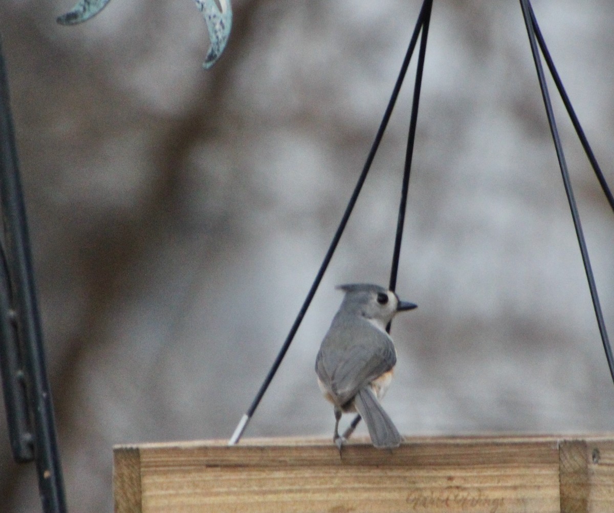 Tufted Titmouse - Carole Swann