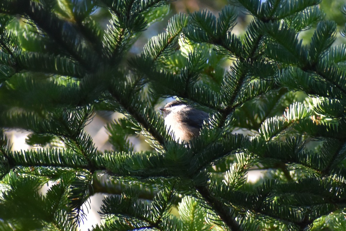 Boreal Chickadee - David Lichter