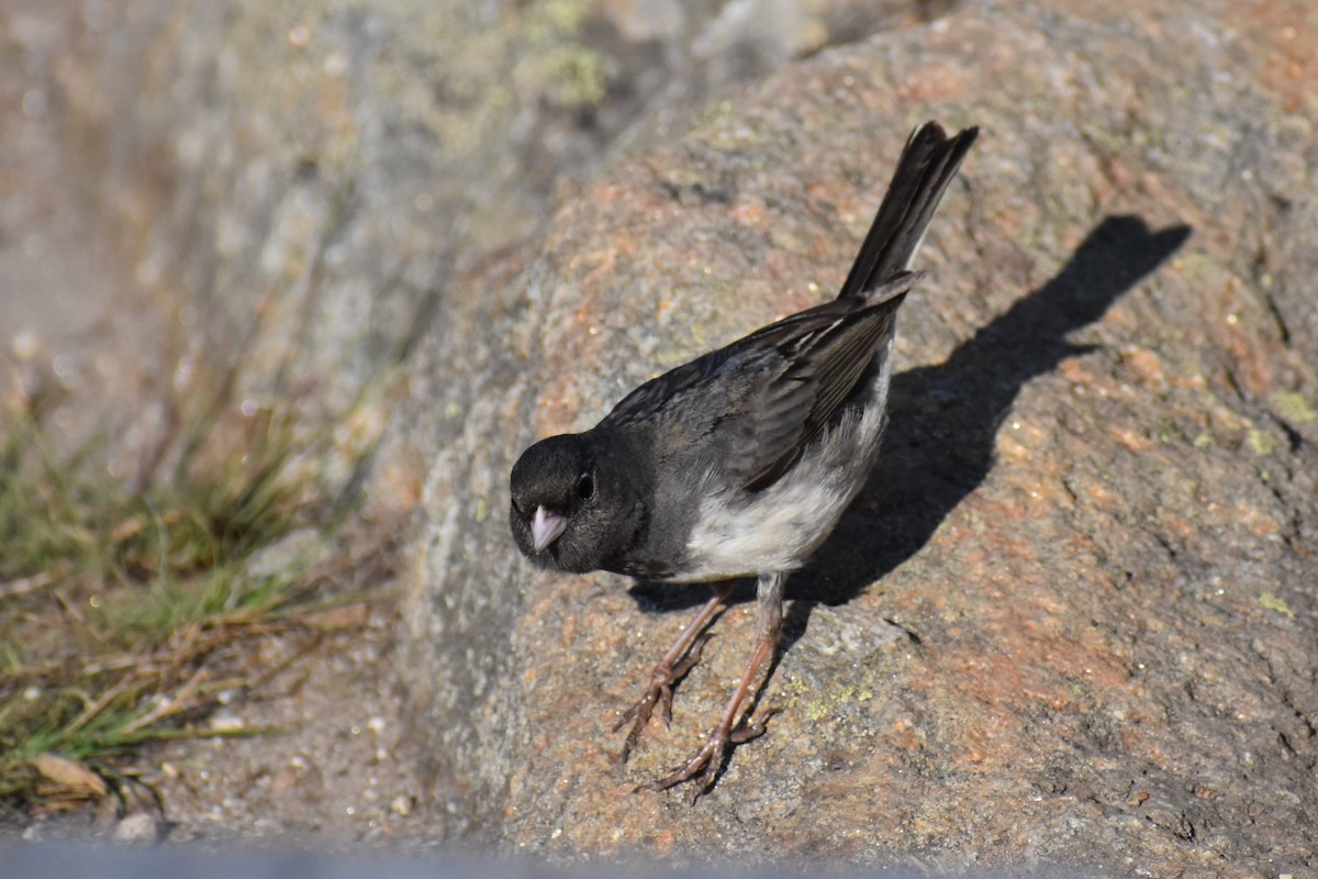 Dark-eyed Junco - David Lichter