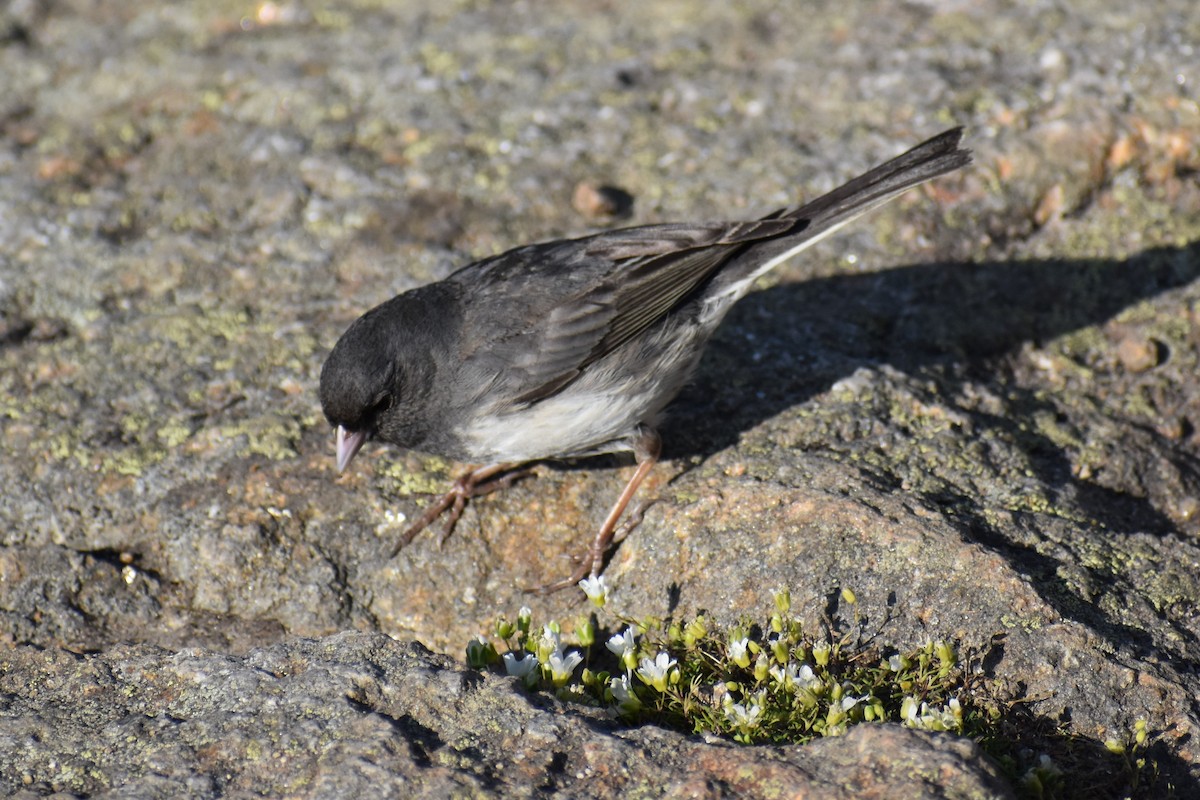 Junco Ojioscuro - ML523288371