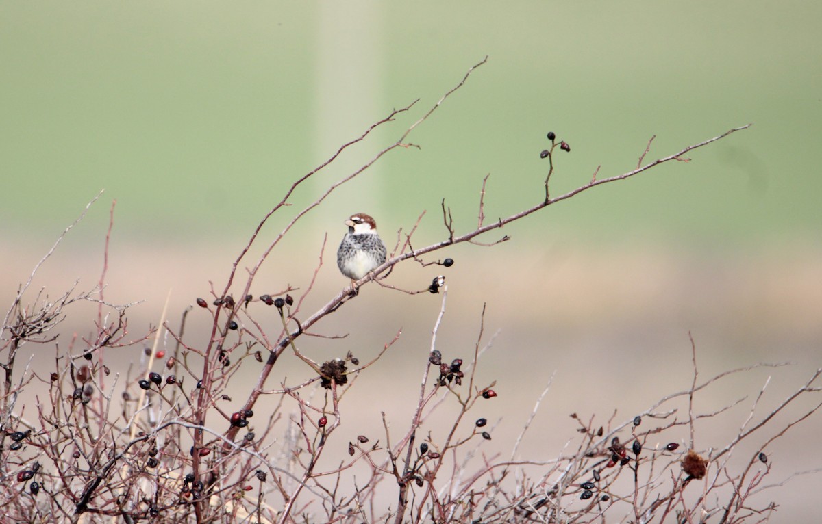 Spanish Sparrow - ML523290671