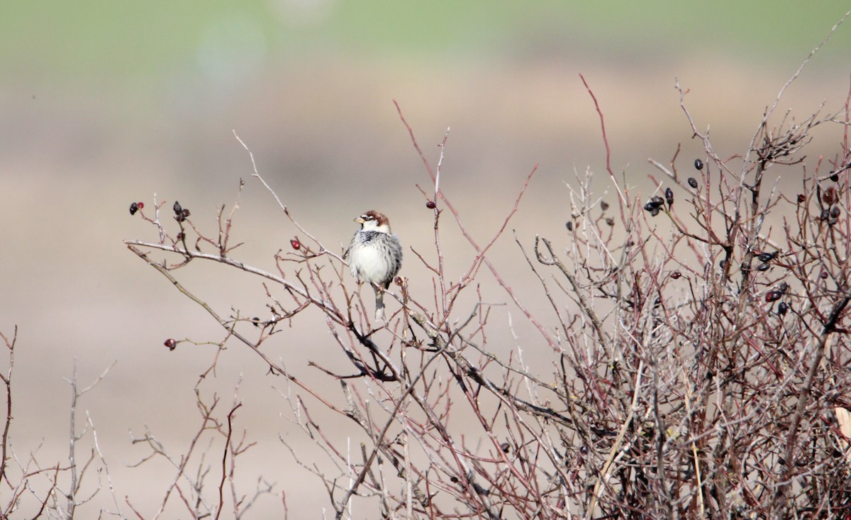 Spanish Sparrow - ML523290681