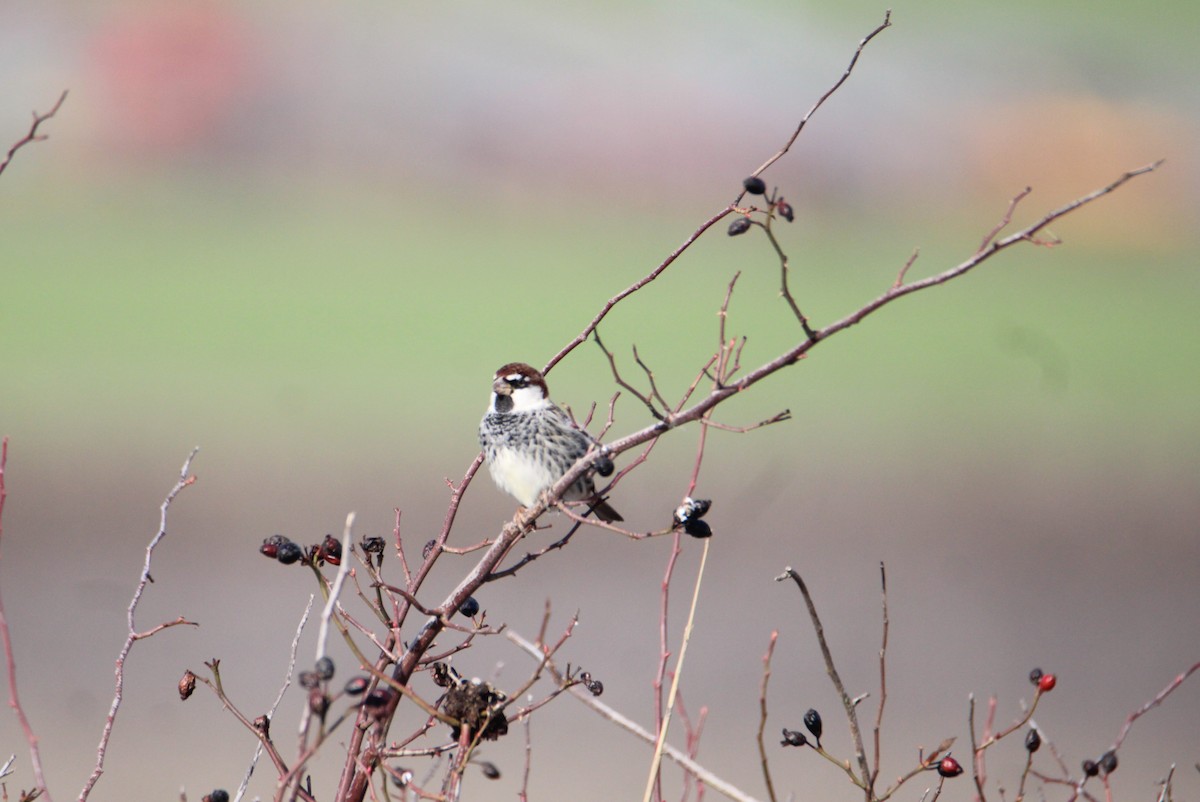 Spanish Sparrow - ML523290691