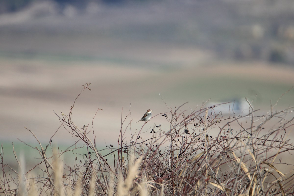 Spanish Sparrow - ML523290721
