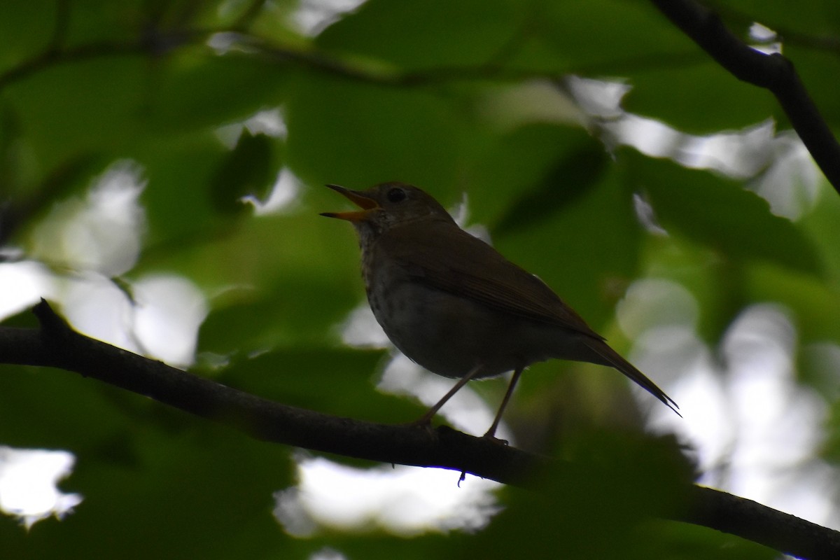 Hermit Thrush - David Lichter