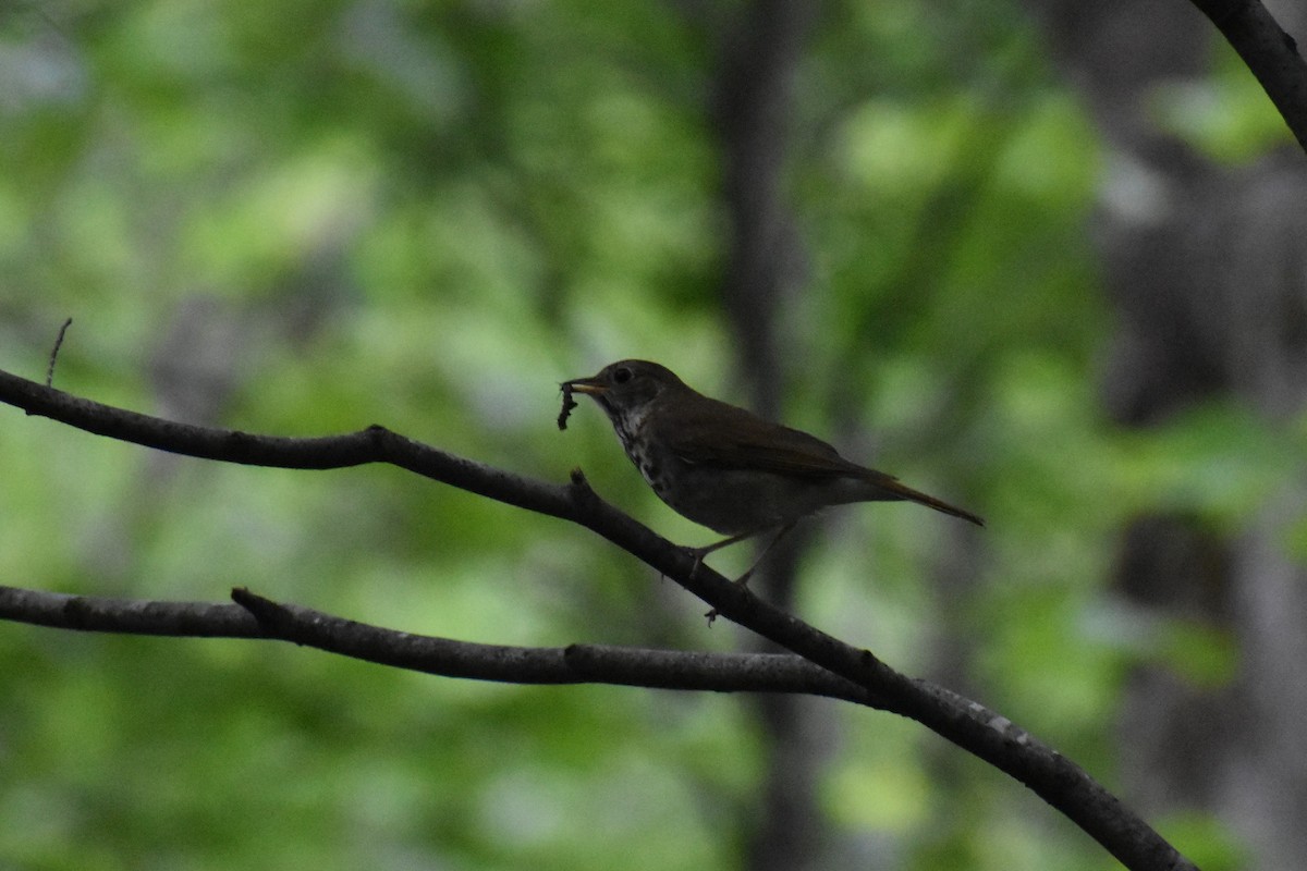 Hermit Thrush - ML523293211