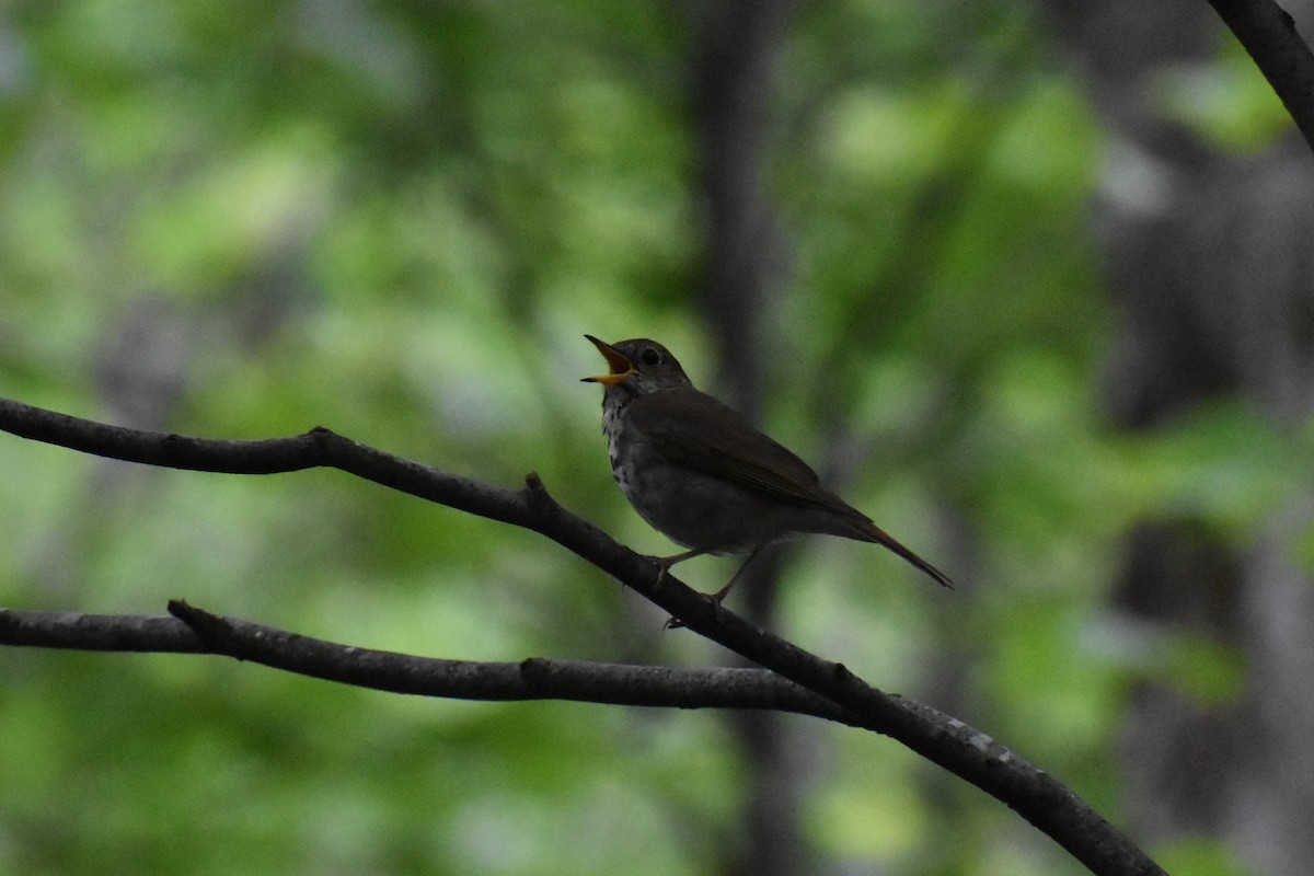 Hermit Thrush - ML523293221