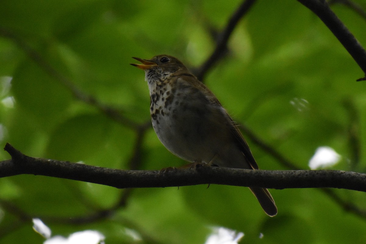 Hermit Thrush - David Lichter