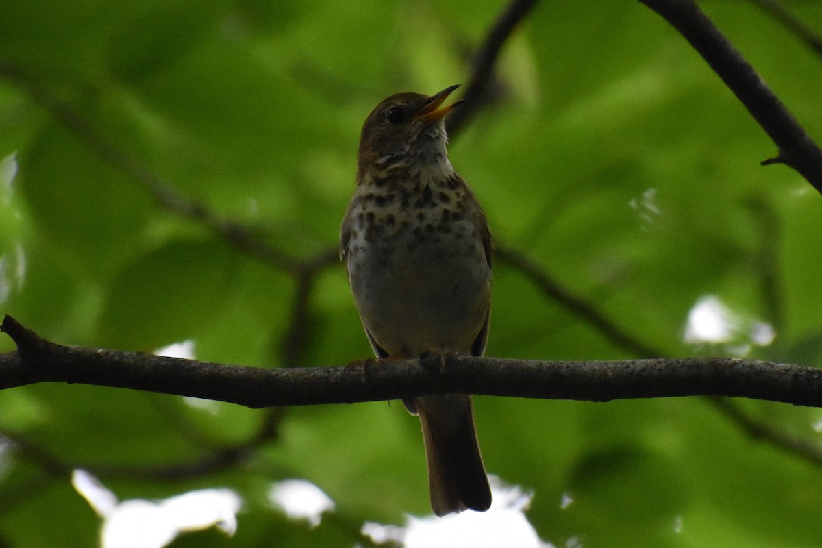 Hermit Thrush - David Lichter