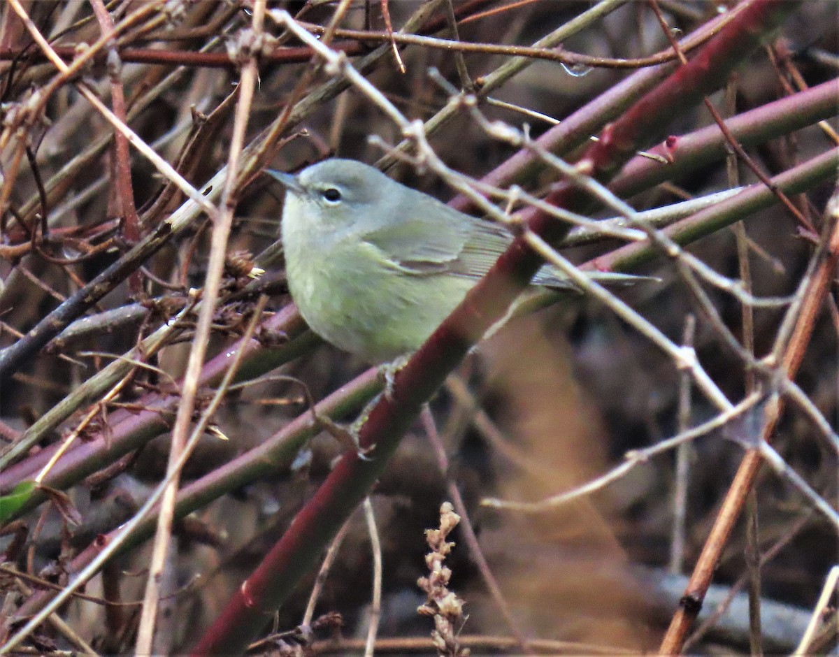 Orange-crowned Warbler - ML523293641