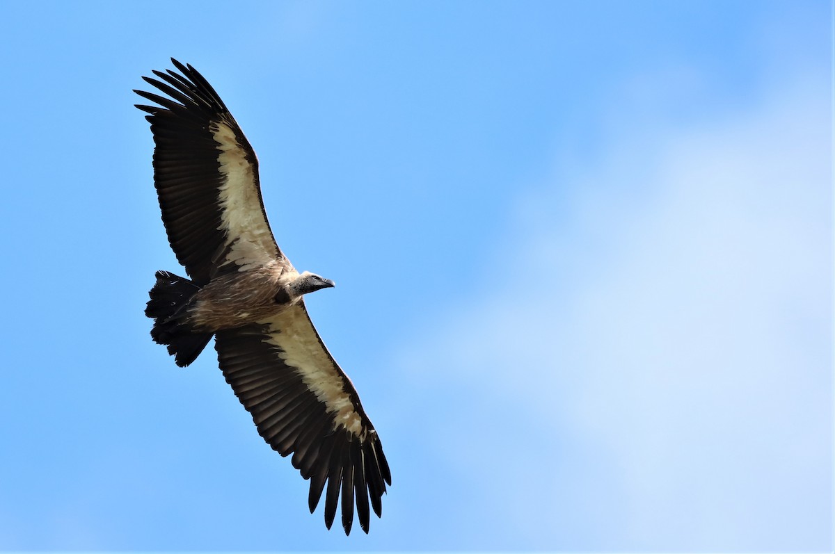 White-backed Vulture - ML523293711