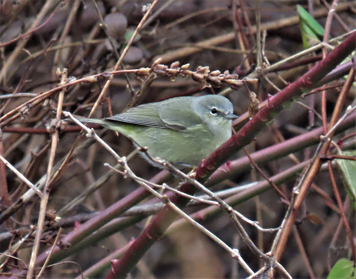 Orange-crowned Warbler - ML523293771