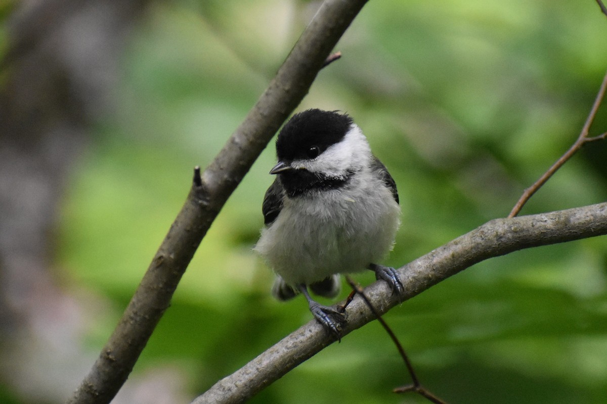 Mésange à tête noire - ML523293951