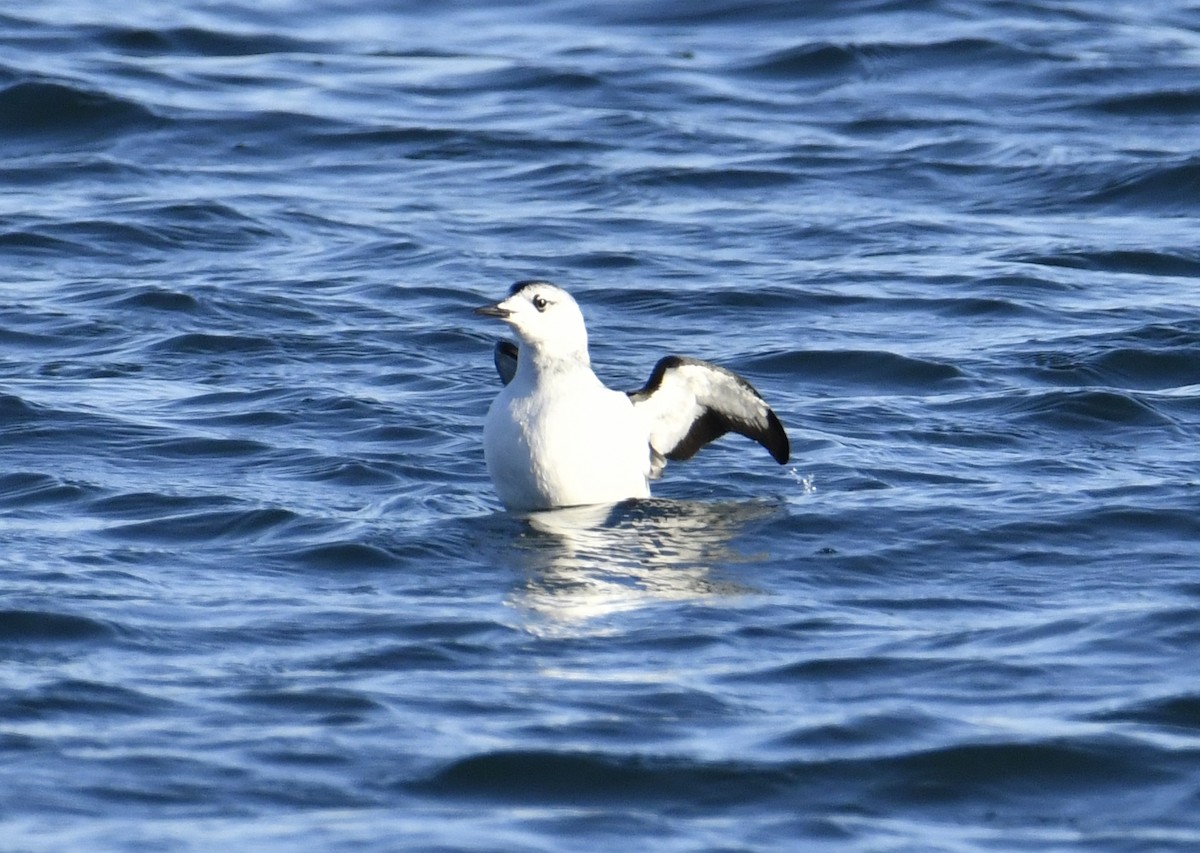 Black Guillemot (grylle Group) - ML523294351