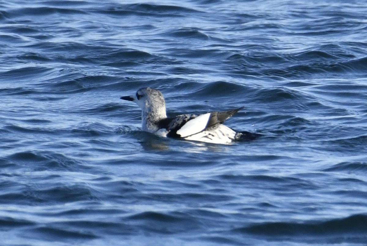 Black Guillemot (grylle Group) - ML523294361