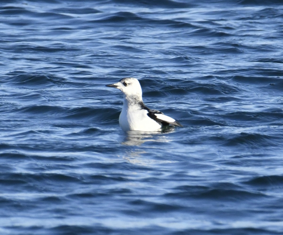 Black Guillemot (grylle Group) - ML523294371