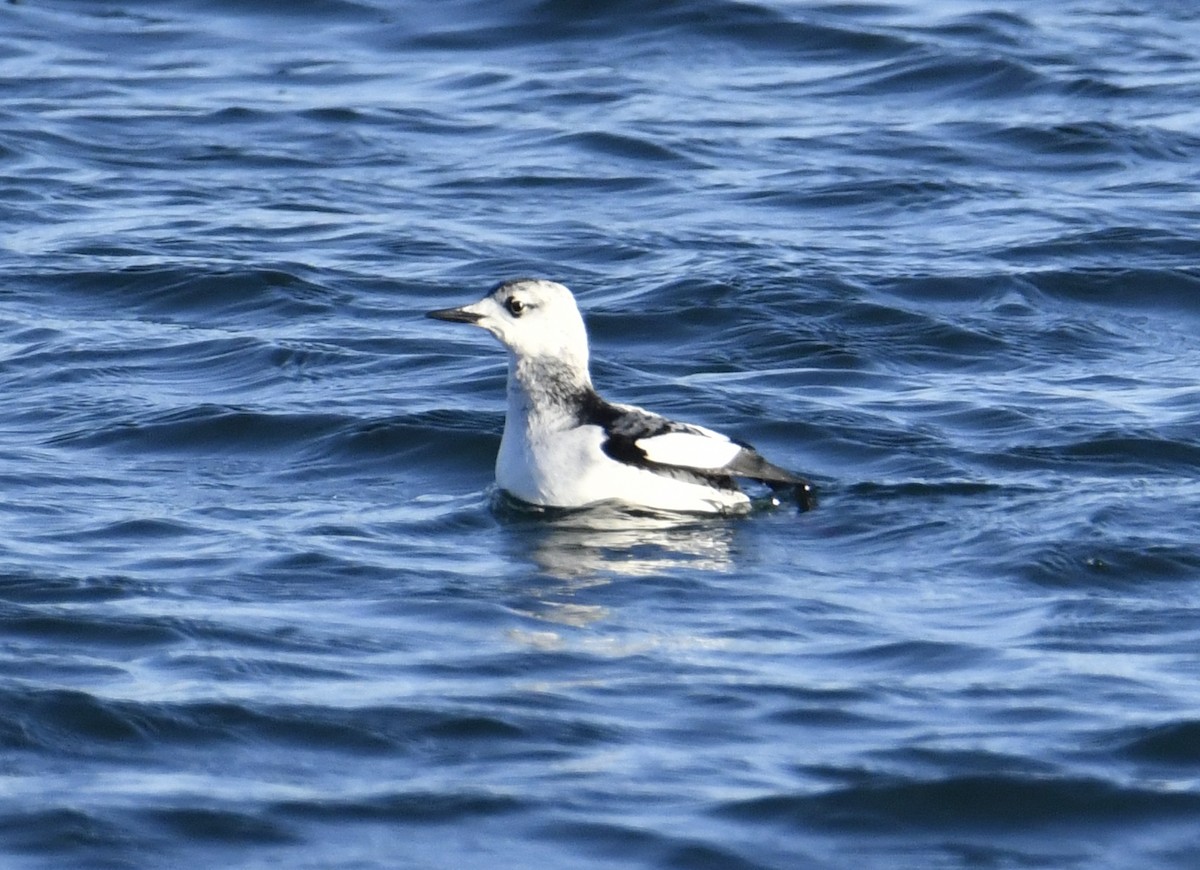 Black Guillemot (grylle Group) - ML523294381